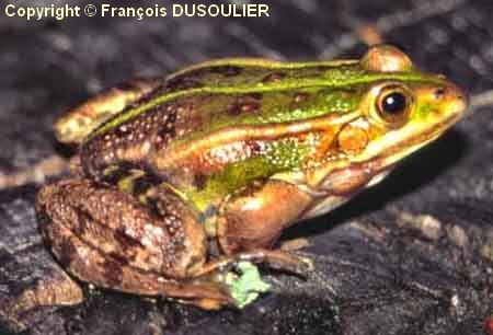 La grenouille de Lessona, une bizarrerie génétique bien présente en Alsace